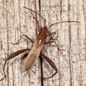 Melanacanthus scutellaris at Melba, ACT - 11 Jan 2021