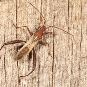 Melanacanthus scutellaris at Melba, ACT - 11 Jan 2021