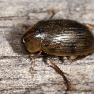 Berosus sp. (genus) at Melba, ACT - 11 Jan 2021 10:18 PM