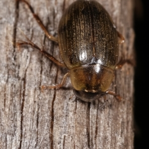 Berosus sp. (genus) at Melba, ACT - 11 Jan 2021 10:18 PM