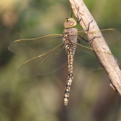 Anax papuensis (Australian Emperor) at Symonston, ACT - 13 Jan 2021 by roymcd