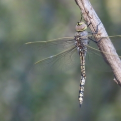 Anax papuensis at Symonston, ACT - 13 Jan 2021 07:37 PM