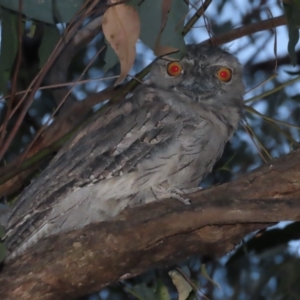 Podargus strigoides at Garran, ACT - 13 Jan 2021 08:27 PM