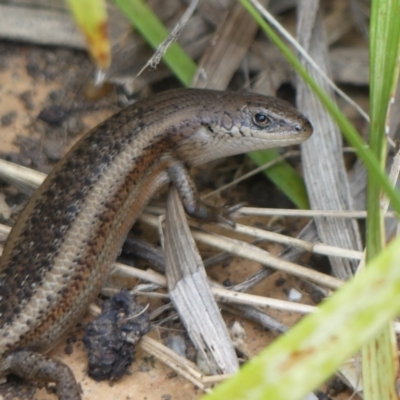 Carlia tetradactyla (Southern Rainbow Skink) at West Wodonga, VIC - 15 Oct 2020 by LizetteSalmon