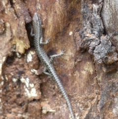 Cryptoblepharus pannosus (Ragged Snake-eyed Skink) at Table Top, NSW - 15 Aug 2020 by LizetteSalmon