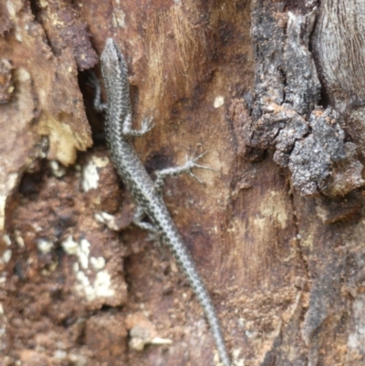 Cryptoblepharus pannosus (Ragged Snake-eyed Skink) at Table Top, NSW - 15 Aug 2020 by LizetteSalmon