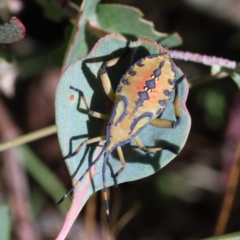 Amorbus sp. (genus) (Eucalyptus Tip bug) at O'Connor, ACT - 17 Jan 2021 by ConBoekel