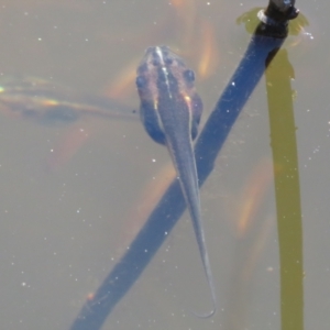 Litoria peronii at Paddys River, ACT - 17 Jan 2021