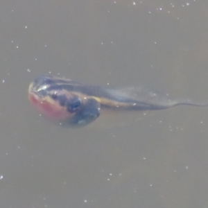 Litoria peronii at Paddys River, ACT - 17 Jan 2021