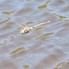 Adversaeschna brevistyla (Blue-spotted Hawker) at Paddys River, ACT - 17 Jan 2021 by Christine