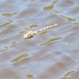 Adversaeschna brevistyla at Paddys River, ACT - 17 Jan 2021