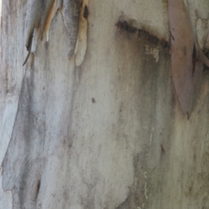 Nascioides parryi at Paddys River, ACT - 17 Jan 2021 01:58 PM