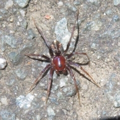 Habronestes sp. (genus) (An ant-eating spider) at Tidbinbilla Nature Reserve - 17 Jan 2021 by Christine