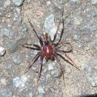 Habronestes sp. (genus) (An ant-eating spider) at Tidbinbilla Nature Reserve - 17 Jan 2021 by Christine