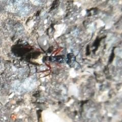 Dolichoderus scabridus (Dolly ant) at Paddys River, ACT - 17 Jan 2021 by Christine