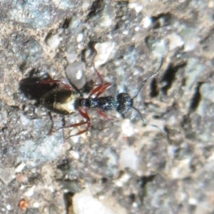 Dolichoderus scabridus at Paddys River, ACT - 17 Jan 2021 02:00 PM