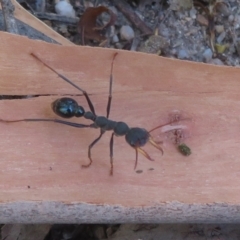 Myrmecia tarsata (Bull ant or Bulldog ant) at Paddys River, ACT - 17 Jan 2021 by Christine