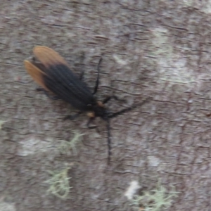 Lycidae sp. (family) at Paddys River, ACT - 17 Jan 2021 09:49 AM