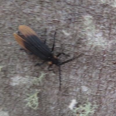 Lycidae sp. (family) (Net-winged beetle) at Paddys River, ACT - 16 Jan 2021 by Christine