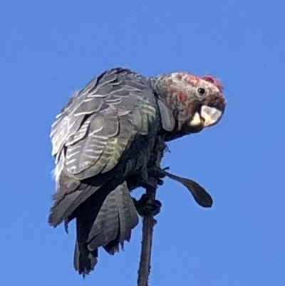 Callocephalon fimbriatum (Gang-gang Cockatoo) at Burra, NSW - 19 Jan 2021 by SusanStone