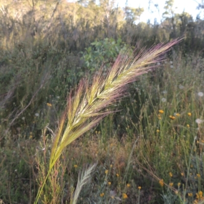 Dichelachne sp. (Plume Grasses) at Tuggeranong Hill - 30 Nov 2020 by michaelb