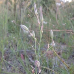 Thysanotus tuberosus subsp. tuberosus (Common Fringe-lily) at Tuggeranong Hill - 30 Nov 2020 by MichaelBedingfield