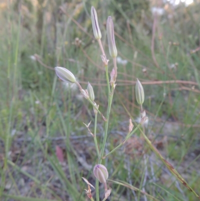 Thysanotus tuberosus subsp. tuberosus (Common Fringe-lily) at Tuggeranong Hill - 30 Nov 2020 by michaelb