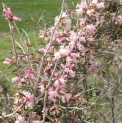 Lissanthe strigosa subsp. subulata (Peach Heath) at Nangus, NSW - 3 Sep 2005 by abread111