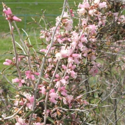 Lissanthe strigosa subsp. subulata (Peach Heath) at Nangus, NSW - 3 Sep 2005 by abread111