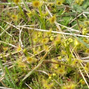 Drosera sp. at Nangus, NSW - 3 Sep 2005