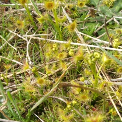 Drosera (genus) (A Sundew) at Nangus, NSW - 3 Sep 2005 by abread111