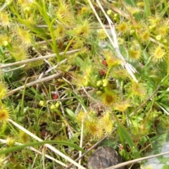 Drosera sp. at Nangus, NSW - 3 Sep 2005