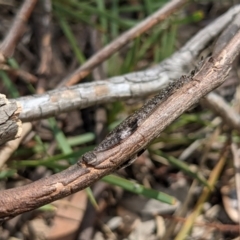 Glenoleon pulchellus at Currawang, NSW - 19 Jan 2021