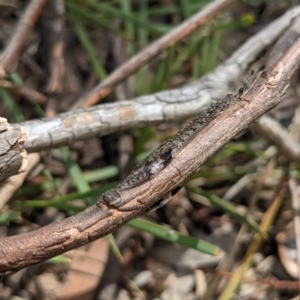 Glenoleon pulchellus at Currawang, NSW - 19 Jan 2021