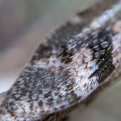 Glenoleon pulchellus at Currawang, NSW - 19 Jan 2021