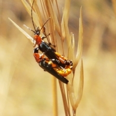 Chauliognathus tricolor (Tricolor soldier beetle) at Cook, ACT - 20 Jan 2021 by tpreston