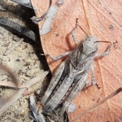 Gastrimargus musicus (Yellow-winged Locust or Grasshopper) at Holt, ACT - 20 Jan 2021 by trevorpreston