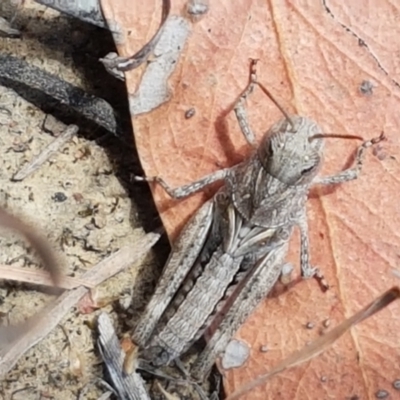 Gastrimargus musicus (Yellow-winged Locust or Grasshopper) at Mount Painter - 20 Jan 2021 by tpreston