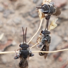 Lipotriches sp. (genus) at Cook, ACT - 20 Jan 2021