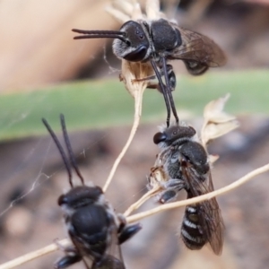 Lipotriches sp. (genus) at Cook, ACT - 20 Jan 2021