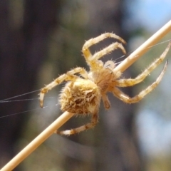 Backobourkia sp. (genus) at Cook, ACT - 20 Jan 2021 12:22 PM