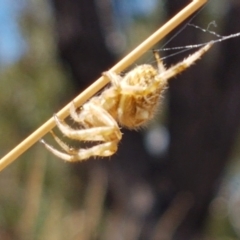 Backobourkia sp. (genus) at Cook, ACT - 20 Jan 2021 12:22 PM