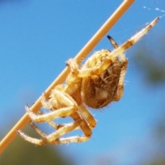 Backobourkia sp. (genus) at Cook, ACT - 20 Jan 2021 12:22 PM