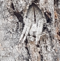 Araneinae (subfamily) (Orb weaver) at Cook, ACT - 20 Jan 2021 by tpreston