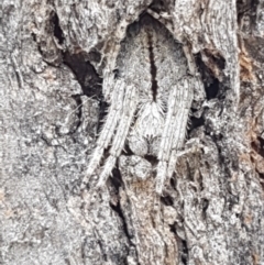 Araneinae (subfamily) (Orb weaver) at Cook, ACT - 20 Jan 2021 by trevorpreston