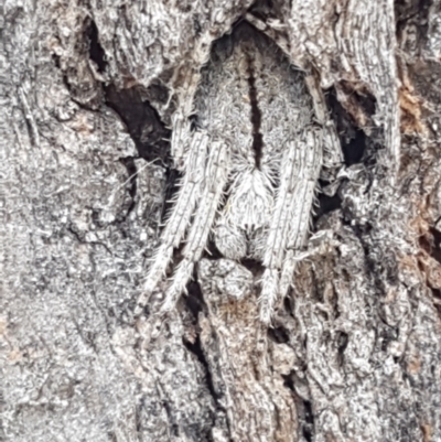 Araneinae (subfamily) (Orb weaver) at Cook, ACT - 20 Jan 2021 by trevorpreston