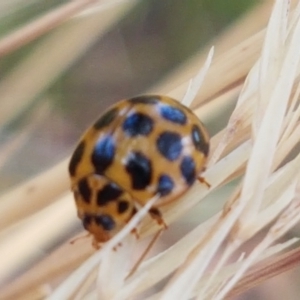 Harmonia conformis at Cook, ACT - 20 Jan 2021