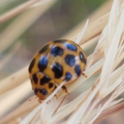 Harmonia conformis (Common Spotted Ladybird) at Cook, ACT - 20 Jan 2021 by tpreston