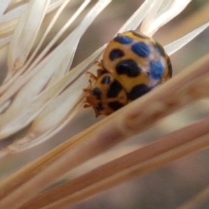 Harmonia conformis at Cook, ACT - 20 Jan 2021