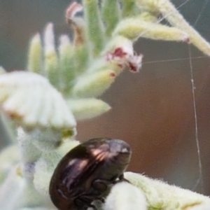 Ditropidus sp. (genus) at Cook, ACT - 20 Jan 2021